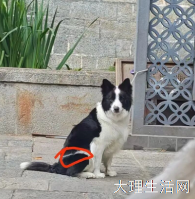 紧急寻狗🐶重金有偿找回