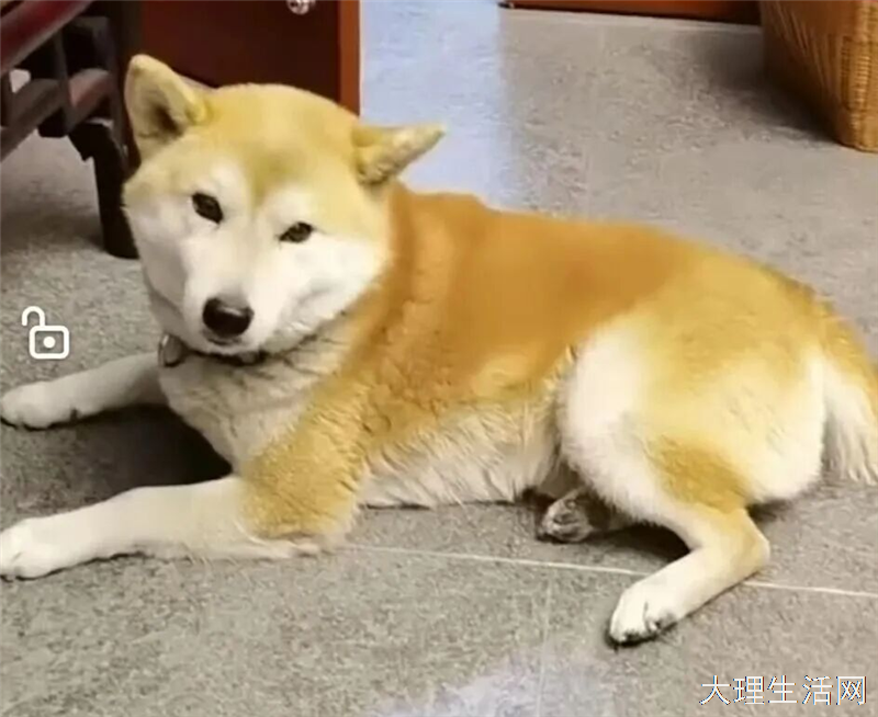 寻狗启事